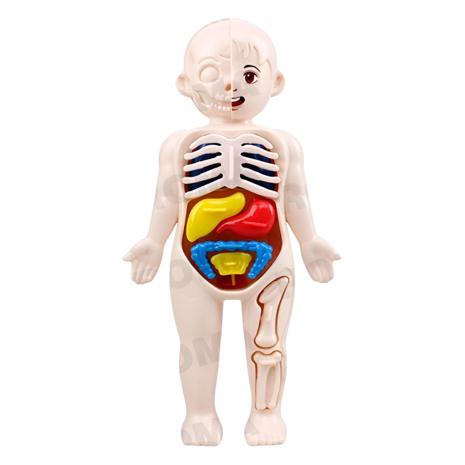 ANATOMÍA DEL CUERPO - JUEGO DIDÁTICO